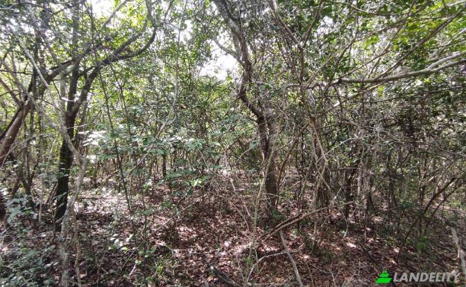 Земля/Ділянка продаж Wanathavillu, Puttalam. Фото#4