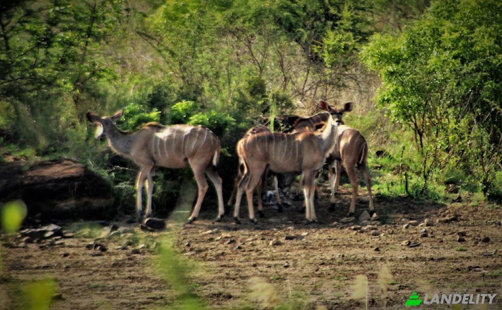 Land/Lot for Sale Butale, North East District, North-East District, Botswana. Photo 3