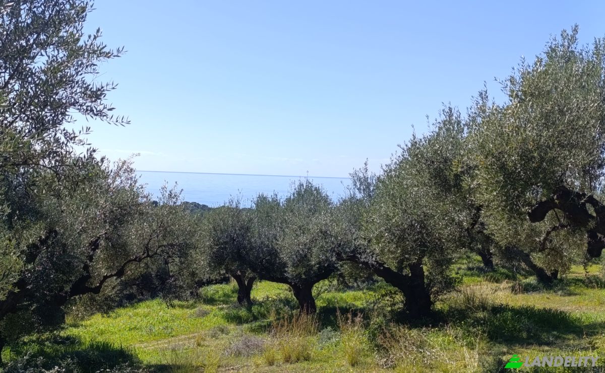 Land Lot for Sale EO Pirgou Kiparissias, Zacharo 270 54, Zacharo, Western Greece, Decentralized Administration of Peloponnese, Western Greece and the Ionian, Greece. Photo 11
