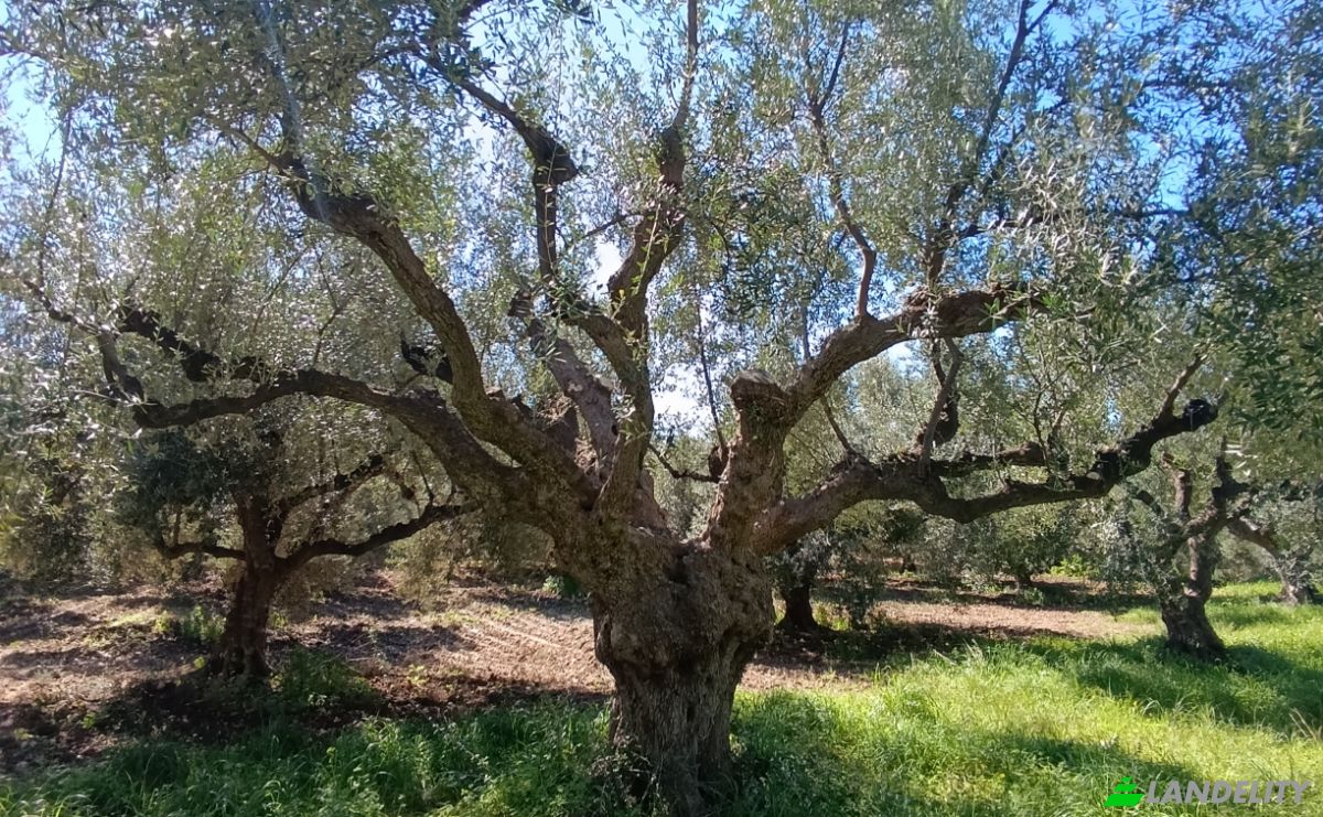 Land Lot for Sale EO Pirgou Kiparissias, Zacharo 270 54, Zacharo, Western Greece, Decentralized Administration of Peloponnese, Western Greece and the Ionian, Greece. Photo 12