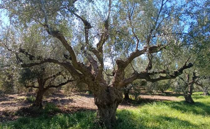 Land Lot for Sale EO Pirgou Kiparissias. Photo#12 Land Lot for Sale EO Pirgou Kiparissias. Photo#12