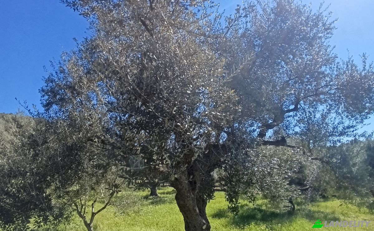 Land Lot for Sale EO Pirgou Kiparissias, Zacharo 270 54, Zacharo, Western Greece, Decentralized Administration of Peloponnese, Western Greece and the Ionian, Greece. Photo 2