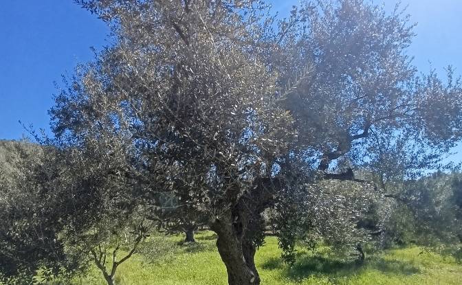 Land Lot for Sale EO Pirgou Kiparissias. Photo#2 Land Lot for Sale EO Pirgou Kiparissias. Photo#2