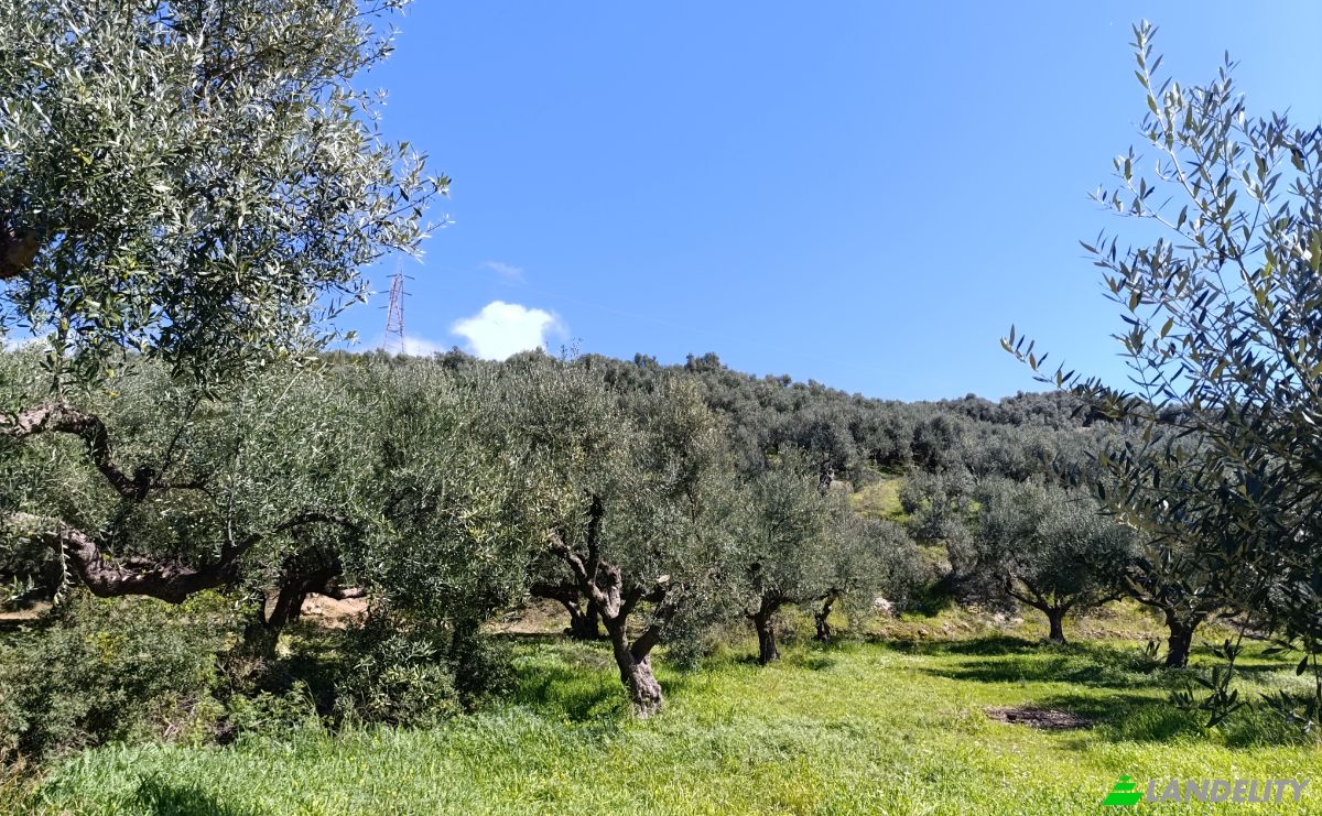 Land Lot for Sale EO Pirgou Kiparissias, Zacharo 270 54, Zacharo, Western Greece, Decentralized Administration of Peloponnese, Western Greece and the Ionian, Greece. Photo 3