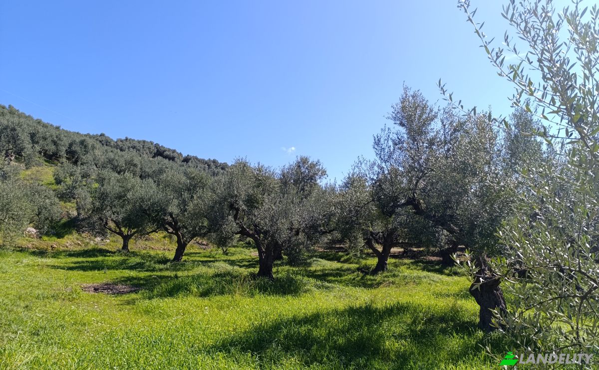 Land Lot for Sale EO Pirgou Kiparissias, Zacharo 270 54, Zacharo, Western Greece, Decentralized Administration of Peloponnese, Western Greece and the Ionian, Greece. Photo 4