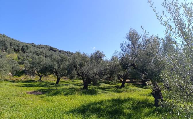 Land Lot for Sale EO Pirgou Kiparissias. Photo#4 Land Lot for Sale EO Pirgou Kiparissias. Photo#4