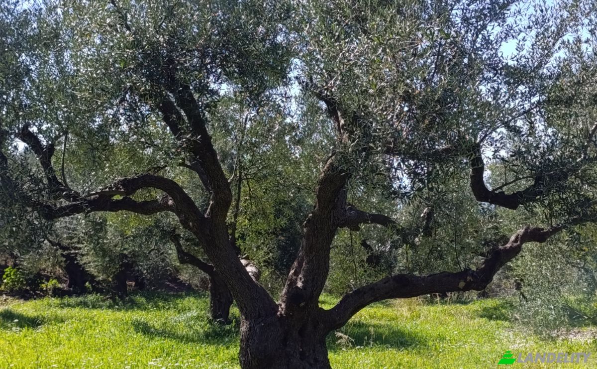 Land Lot for Sale EO Pirgou Kiparissias, Zacharo 270 54, Zacharo, Western Greece, Decentralized Administration of Peloponnese, Western Greece and the Ionian, Greece. Photo 5