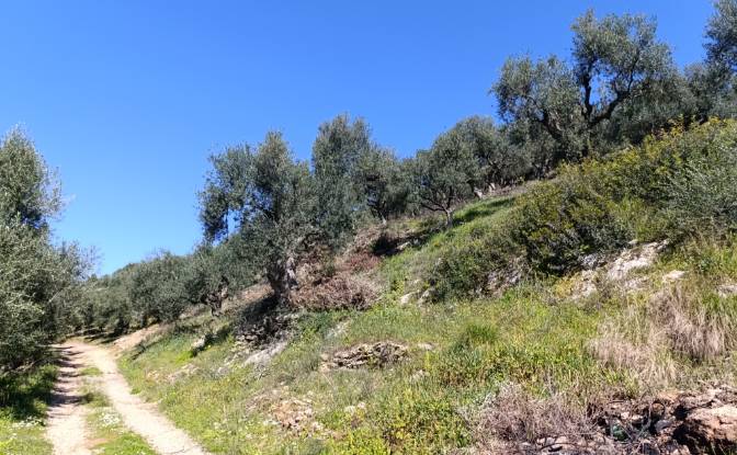 Land Lot for Sale EO Pirgou Kiparissias. Photo#6 Land Lot for Sale EO Pirgou Kiparissias. Photo#6