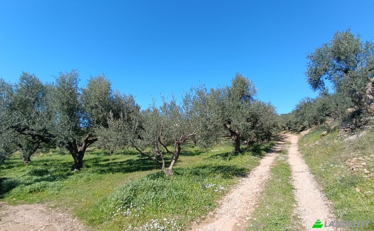 Land Lot for Sale EO Pirgou Kiparissias, Zacharo 270 54, Zacharo, Western Greece, Decentralized Administration of Peloponnese, Western Greece and the Ionian, Greece. Photo 7