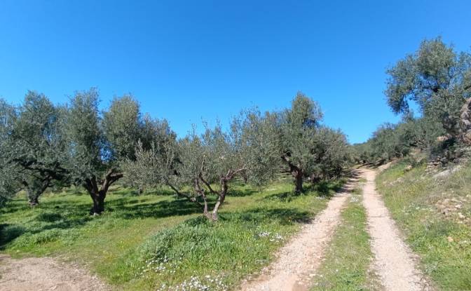 Land Lot for Sale EO Pirgou Kiparissias. Photo#7 Land Lot for Sale EO Pirgou Kiparissias. Photo#7