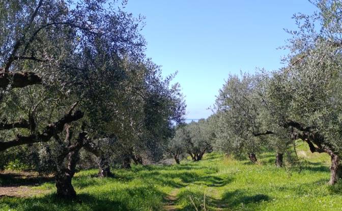 Land Lot for Sale EO Pirgou Kiparissias. Photo#8 Land Lot for Sale EO Pirgou Kiparissias. Photo#8
