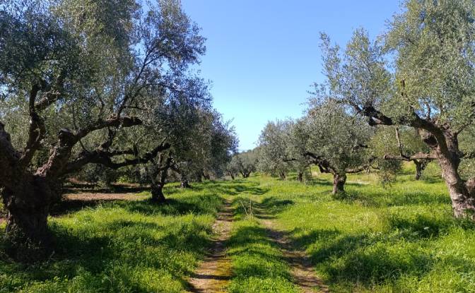 Land Lot for Sale EO Pirgou Kiparissias. Photo#9 Land Lot for Sale EO Pirgou Kiparissias. Photo#9