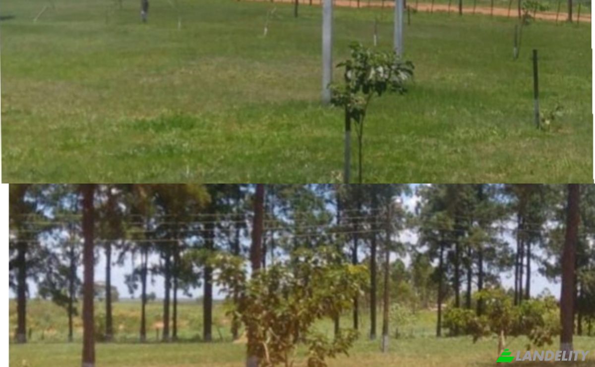 Investing/Development for Sale Via Sin Nombre, Arroyo Moroti, Liberacion, San Pedro Department, Paraguay. Photo 1