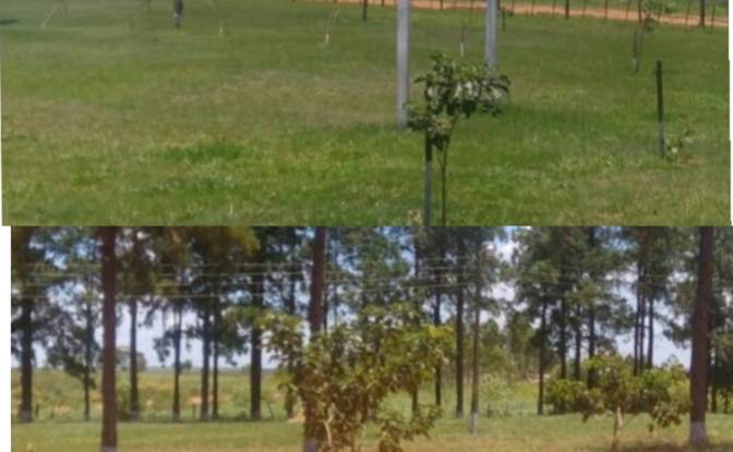 Investition/Entwicklung zu verkaufen - Arroyo Moroti, Paraguay