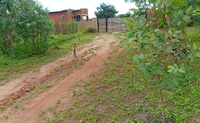 Farm/Ranch for Sale Tsekwe Street, Likuni. Photo#10 Farm/Ranch for Sale Tsekwe Street, Likuni. Photo#10