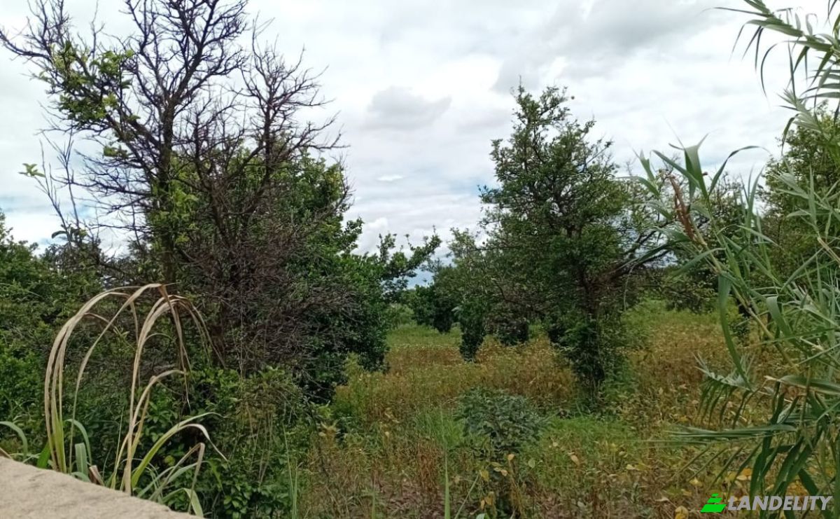 Farm/Ranch for Sale Tsekwe Street, Likuni, Lilongwe, Central Region, Malawi. Photo 15