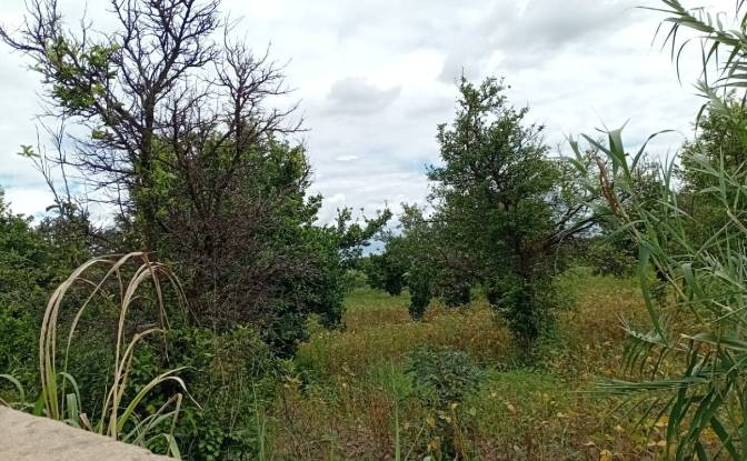 Farm/Ranch for Sale Tsekwe Street, Likuni. Photo#15 Farm/Ranch for Sale Tsekwe Street, Likuni. Photo#15
