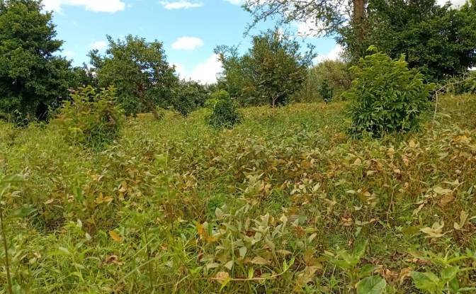 Farm/Ranch for Sale Tsekwe Street, Likuni. Photo#16 Farm/Ranch for Sale Tsekwe Street, Likuni. Photo#16