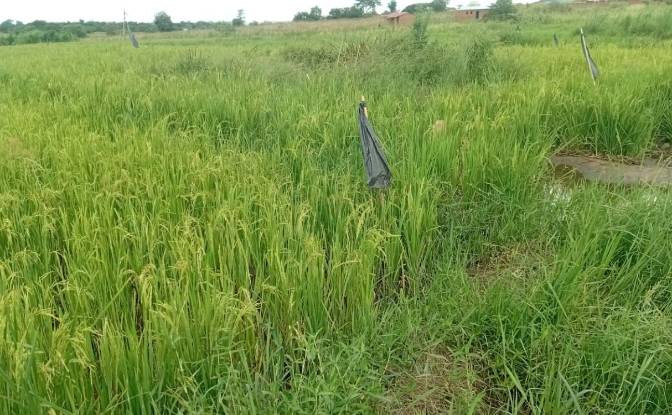 Farm/Ranch for Sale Tsekwe Street, Likuni. Photo#2 Farm/Ranch for Sale Tsekwe Street, Likuni. Photo#2