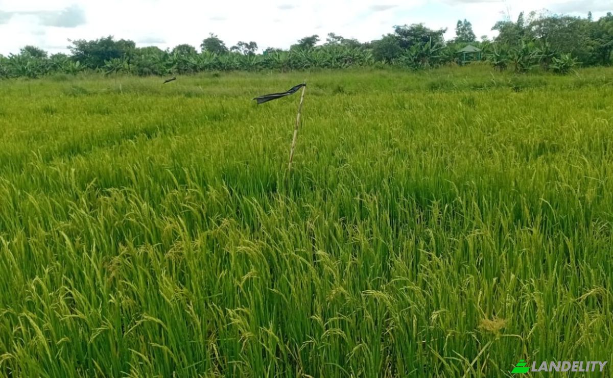 Farm/Ranch for Sale Tsekwe Street, Likuni, Lilongwe, Central Region, Malawi. Photo 3