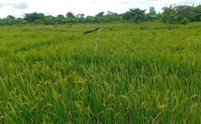 Farm/Ranch for Sale Tsekwe Street, Likuni. Photo#3 Farm/Ranch for Sale Tsekwe Street, Likuni. Photo#3