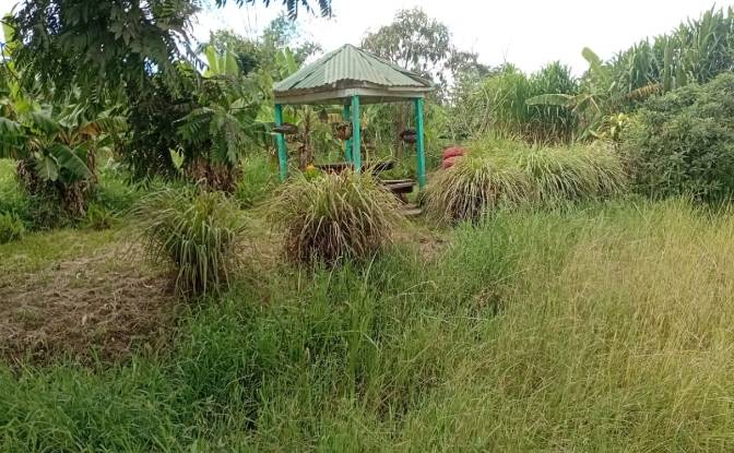 Farm/Ranch for Sale Tsekwe Street, Likuni. Photo#5 Farm/Ranch for Sale Tsekwe Street, Likuni. Photo#5