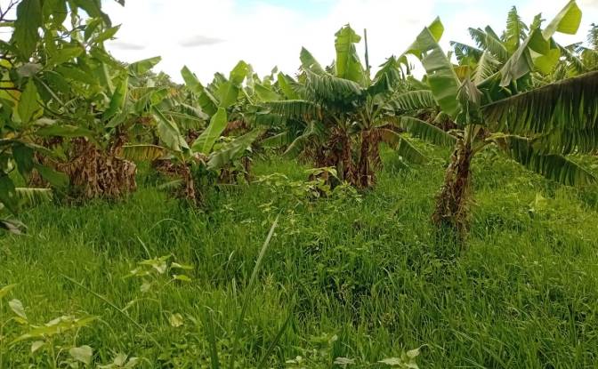 Farm/Ranch for Sale Tsekwe Street, Likuni. Photo#6 Farm/Ranch for Sale Tsekwe Street, Likuni. Photo#6