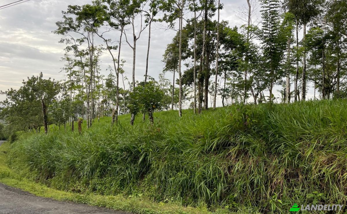 Farm/Ranch for Sale Alajuela Province, San Carlos, Costa Rica, La Palmera. Photo 8
