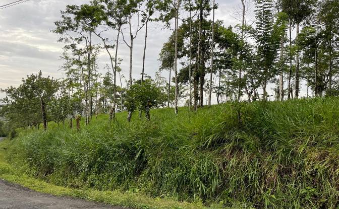 Farm/Ranch for Sale Alajuela Province, San Carlos. Photo#8