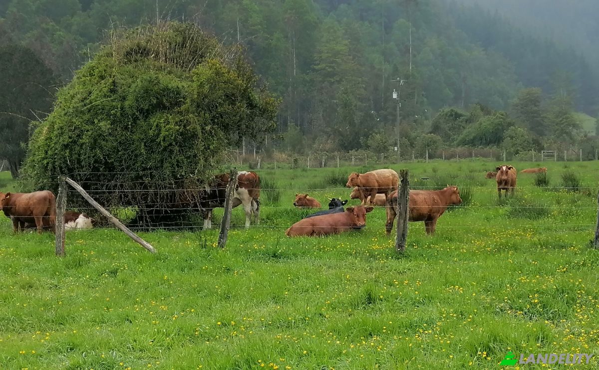 Investeren/Ontwikkelen Te koop Via Sin Nombre, Mariquina, Aragon, Valdivia Province, Los Rios, Chile. Foto 5