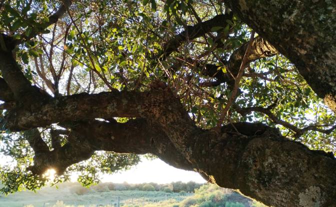 Farm/Ranch for Sale Via Sin Nombre. Photo#6 Farm/Ranch for Sale Via Sin Nombre. Photo#6