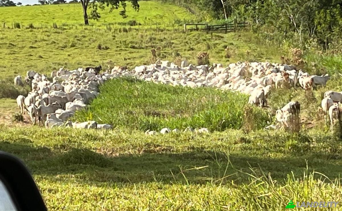 Investing/Development for Sale Via Sin Nombre, 020403, Carrillo Kue, General Elizardo Aquino, San Pedro Department, Paraguay. Photo 5
