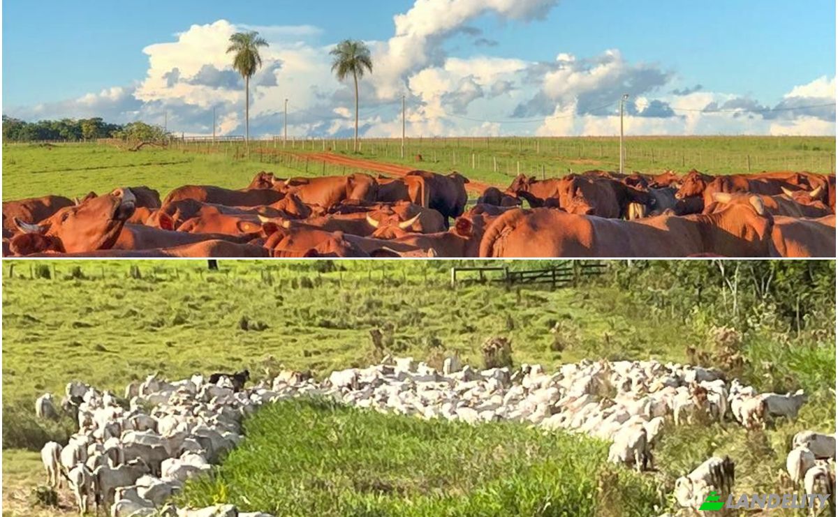 Investing/Development for Sale Via Sin Nombre, 020403, Carrillo Kue, General Elizardo Aquino, San Pedro Department, Paraguay. Photo 8