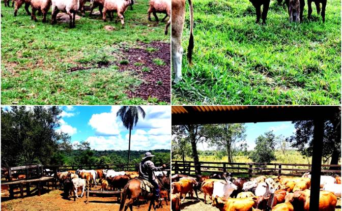 Inversión/Desarrollo en venta - Borja, Paraguay