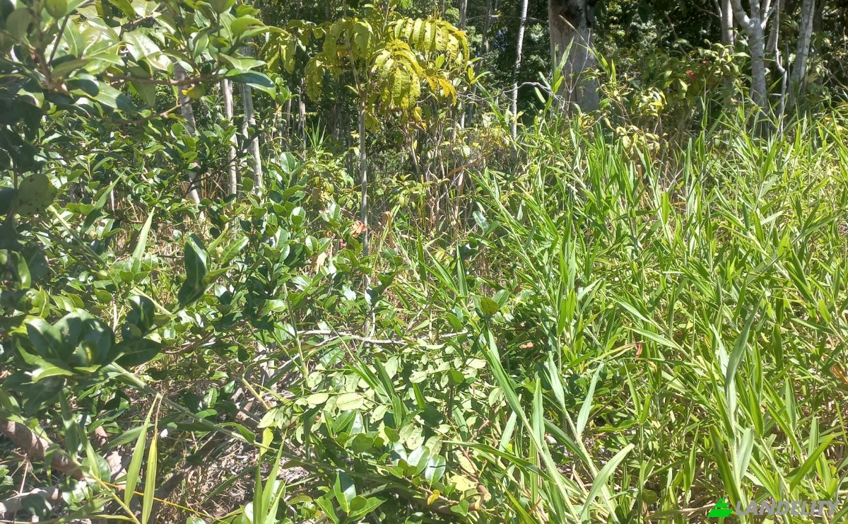 Lote de terreno à venda Estrada Sem Nome, Salinas da Margarida - BA, Salinas da Margarida, Bahia, Brasil, 44450-000. foto 2
