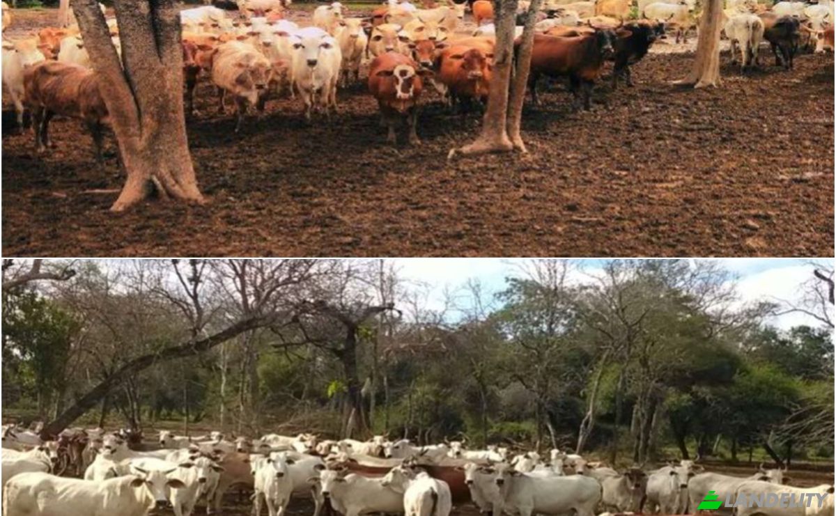 Investing/Development for Sale 170102 Zona Tte Martinez, Zona Tte Martinez, Fuerte Olimpo, Alto Paraguay Department, Paraguay. Photo 2
