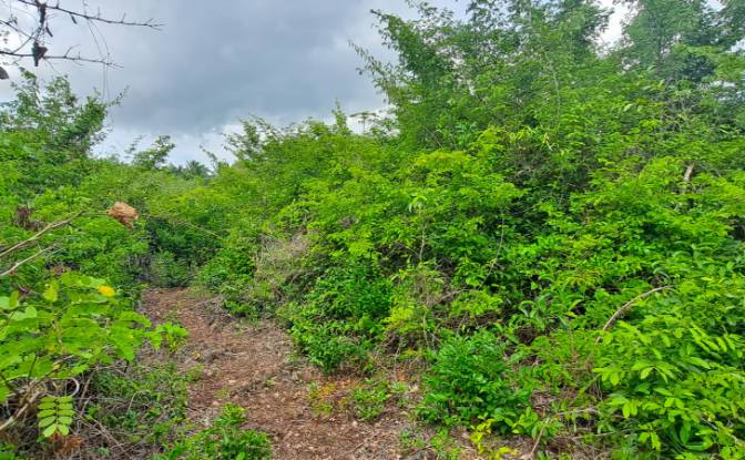 Investing/Development for Sale Fukuchani, Mpandeni. Photo#20 Investing/Development for Sale Fukuchani, Mpandeni. Photo#20