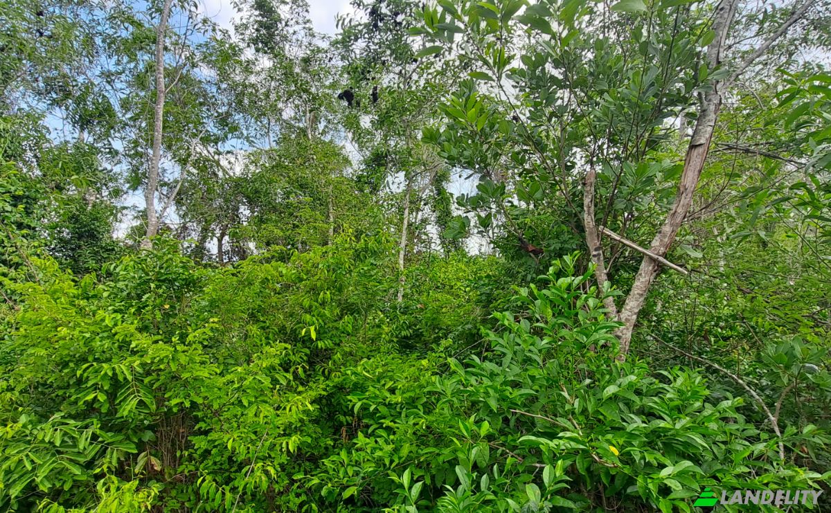 Investing/Development for Sale Fukuchani, Mpandeni, Kaskazini A, Unguja North Region, Tanzania. Photo 19