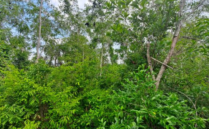 Investing/Development for Sale Fukuchani, Mpandeni. Photo#19 Investing/Development for Sale Fukuchani, Mpandeni. Photo#19