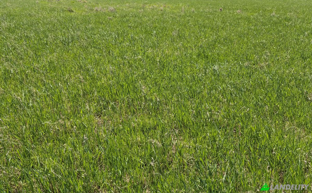 Land Lot for Sale Wolany 63C, 57-300, Wolany, KLodzko County, Lower Silesian Voivodeship, Poland. Photo 4