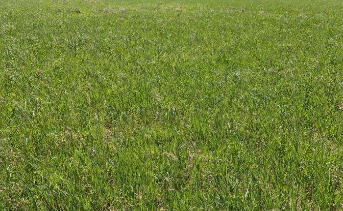 Land Lot for Sale Wolany 63C, 57-300, Wolany. Photo#4 Land Lot for Sale Wolany 63C, 57-300, Wolany. Photo#4