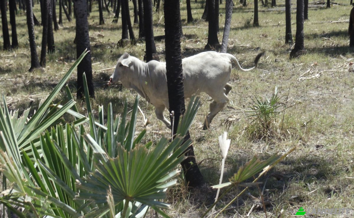 Investing/Development for Sale 170104 Zona Toro Pampa Oeste, Zona Toro Pampa Oeste, Fuerte Olimpo, Alto Paraguay Department, Paraguay. Photo 22