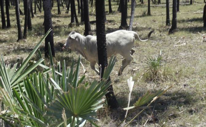 Investing/Development for Sale 170104 Zona Toro. Photo#22