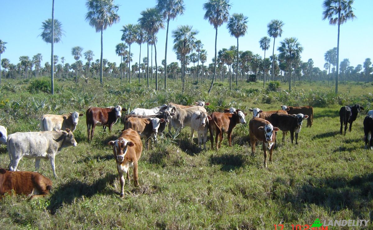 Investing/Development for Sale 170104 Zona Toro Pampa Oeste, Zona Toro Pampa Oeste, Fuerte Olimpo, Alto Paraguay Department, Paraguay. Photo 7