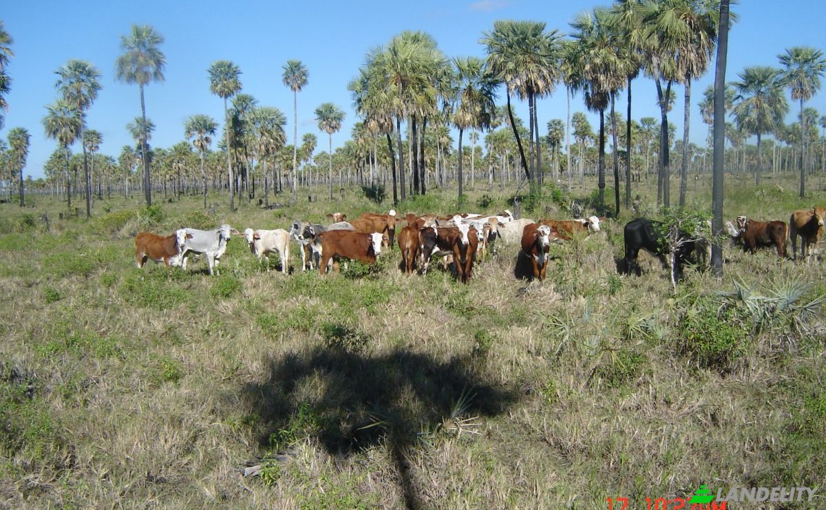 Investing/Development for Sale 170104 Zona Toro Pampa Oeste, Zona Toro Pampa Oeste, Fuerte Olimpo, Alto Paraguay Department, Paraguay. Photo 8