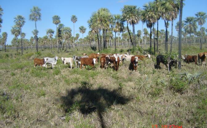 Investing/Development for Sale 170104 Zona Toro. Photo#8