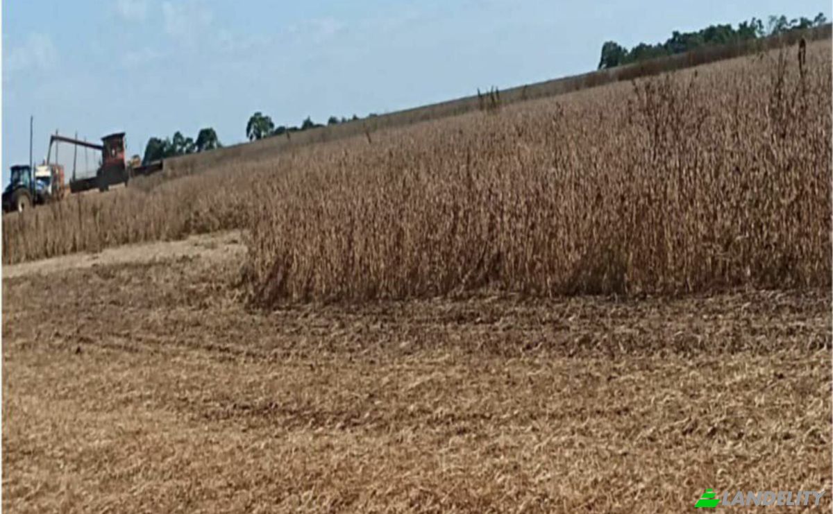Investing/Development for Sale Via Sin Nombre, 051111, Potrero Alvarez, Yhu, Caaguazu Department, Paraguay. Photo 6