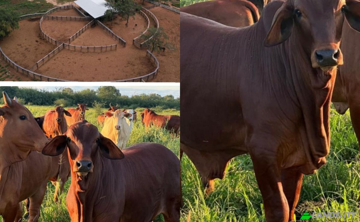 Investing/Development for Sale Zona Teniente Pico, 160204, Teniente Crovato, Mariscal Jose Felix Estigarribia, Boqueron department, Paraguay. Photo 3