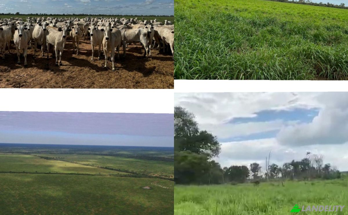 Investing/Development for Sale Zona Teniente Pico, 160204, Teniente Crovato, Mariscal Jose Felix Estigarribia, Boqueron department, Paraguay. Photo 4