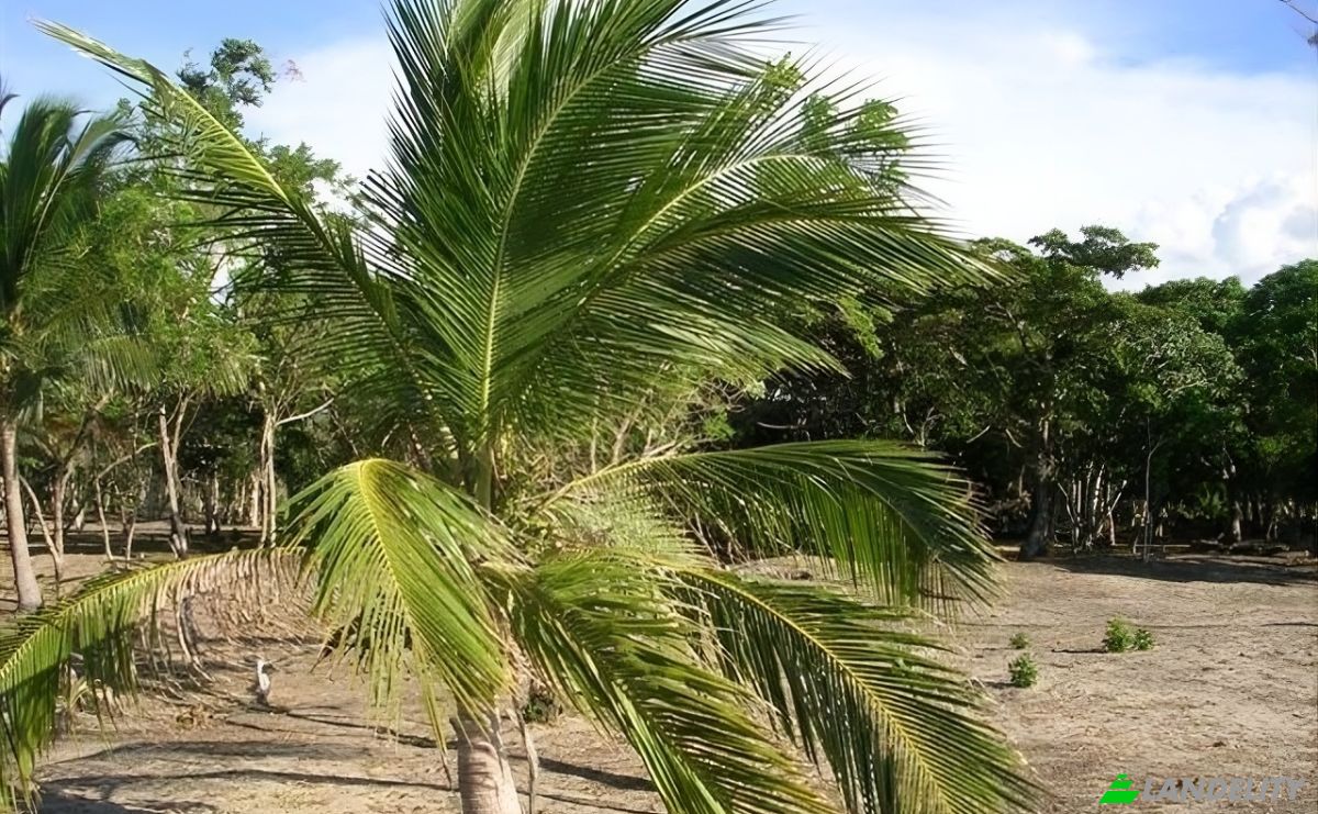 Land Lot for Sale Via Sin Nombre, Colon, Trujillo, Colon Department, Honduras. Photo 4